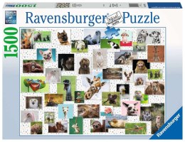 Ravensburger - Puzzle 2D 1500 elementów: Zabawne zwierzaki Ravensburger