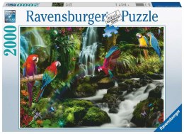 Ravensburger - Puzzle 2D 2000 elementów: Papugi w dżungli Ravensburger