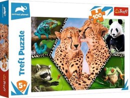 Puzzle 100 elementów - Piękno natury Animal Planet Trefl