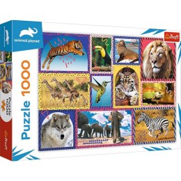 Puzzle 1000 elementów Dzika natura Animal Planet Trefl