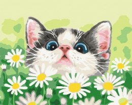 Obraz Malowanie po numerach - Kot w stokrotkach Symag