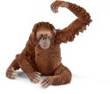 Orangutan samica Schleich