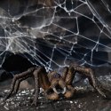 Figurka Aragog