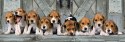 Clementoni: Puzzle 1000el. HQ Panorama - Pieski rasy Beagle